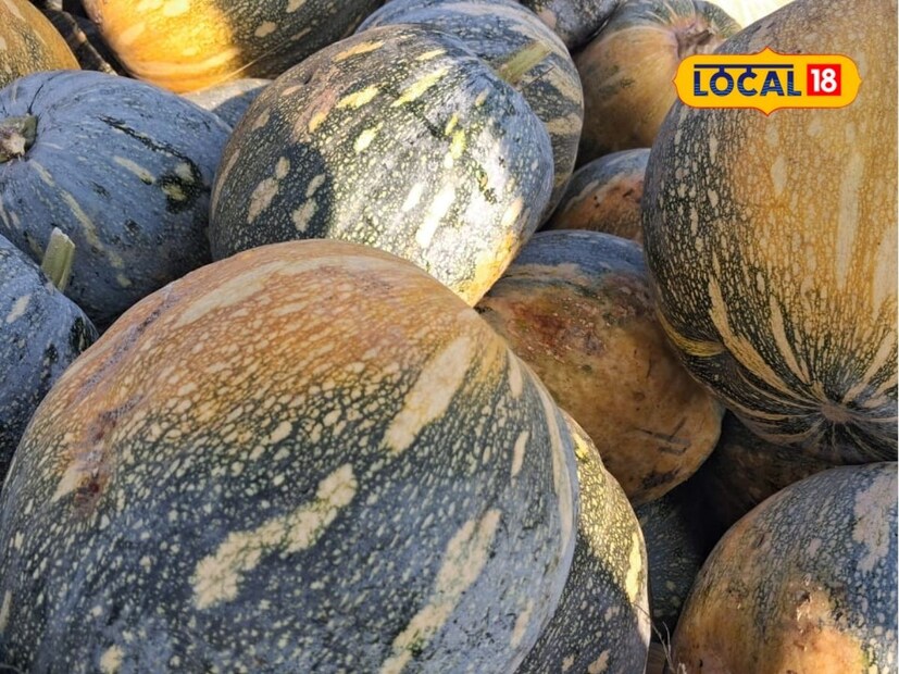  24 गुंठे भोपळा पिकवण्यासाठी त्यांनी ठिबक सिंचनाची व्यवस्था केली. रणजीत यांनी भोपळ्याचे पीक घेण्यासाठी शेताची मशागत करून घेतली. पाच फूट अंतरावरील बेड तयार करून घेतले. यानंतर ठिबक अंथरून अडीच फुटांवरती दिशा कंपनीच्या भोपळ्याच्या बियांची ठोकनी केली. थ्रिप्स, करपा आणि दावण्या या रोगांचा प्रादुर्भाव टाळण्यासाठी तज्ज्ञांच्या सल्ल्याने व्यवस्थापन केले. आवश्यक पाणी आणि औषषध फवारणीने पिकाची काळजी घेतली.