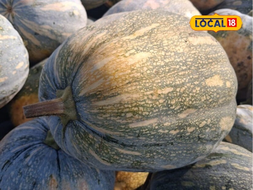 सततच्या ढगाळ वातावरणाने आणि यंदाच्या अति पावसाने भोपळ्याला वेळच्यावेळी तण व्यवस्थापन करता आले नाही. यामुळे तण वाढून याचा उत्पादनास काही प्रमाणात फटका बसल्याचे रणजीत जाधव यांनी सांगितले.