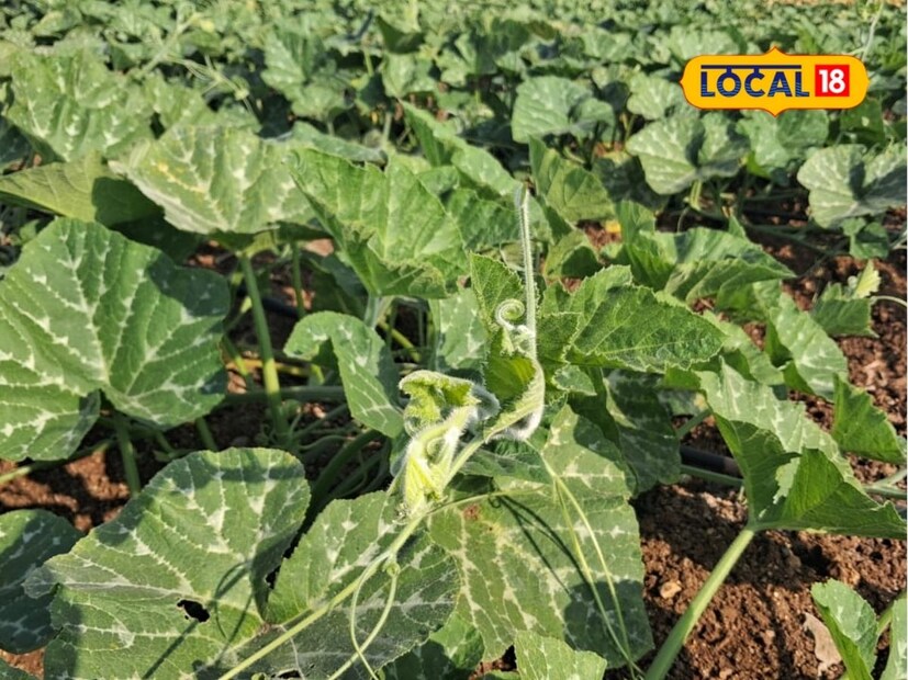 शेतकरी भोपळा पिकाची एक तोडणी घेऊन काढणी करतात. परंतु प्रयोगशील शेतकरी रणजीत जाधव यांनी भोपळ्याचे तीन तोडे घेतले. टोकणीनंतर 75 व्या दिवशी भोपळ्याचा पहिला तोडा घेतला. पहिल्या तोडानंतर 35 व्या दिवशी दुसरा तोडा आणि दुसऱ्या तोडानंतर पुन्हा 35 व्या दिवशी तिसरा तोडा घेतला. पहिल्या तोड्यामध्ये आठ टन भोपळा तर दुसऱ्या आणि तिसऱ्या तोड्यामध्ये सुमारे पाच टन उत्पादन निघाले.