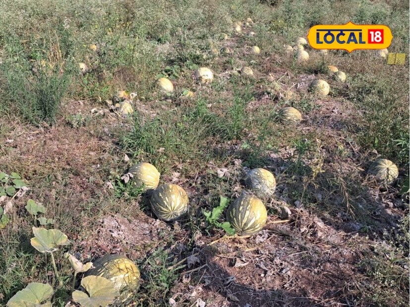  पडीक जमिनीत तीन ते पाच महिन्यात उत्पादन खर्चाच्या चारपट फायदा मिळाल्याने रणजीत यांनी समाधान व्यक्त केले आहे. प्रथमच प्रयोग म्हणून त्यांनी भोपळ्याची शेती केली होती. यातून त्यांना समाधानकारक उत्पन्न मिळाल्याने इथून पुढे काटेकोर व्यवस्थापनातून उत्पादनक्षमता वाढवणार असल्याचे त्यांनी लोकल 18 शी बोलताना सांगितले.