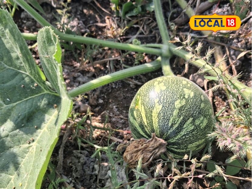 भोपळा ही वेलवर्गीय वनस्पती बारा महिने उत्पादन देऊ शकते. कमी खर्चातही भोपळ्याचे चांगले उत्पादन घेता येत असल्याचे रणजीत जाधव यांनी प्रयोगातून सिद्ध केले आहे.