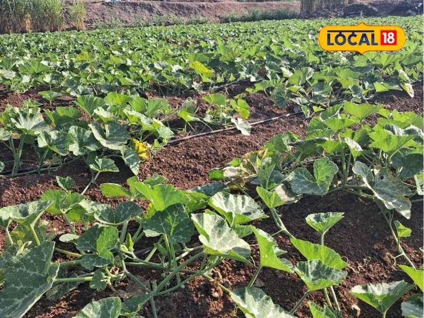  सांगलीच्या घाटमाथ्यावरील खानापूर तालुक्यातील तरुण शेतीकडे वळत आहेत. यापैकीच रणजीत जाधव यांनी पडीक 24 गुंठे शेत जमिनीत भोपळा पिकाचा प्रयोग केला आहे. शक्यतो एकच तोडा करणाऱ्या भोपळ्याच्या पिकात त्यांनी तीन तोडे केले आहेत. 24 गुंठ्यात 13 टन भोपळा पिकवून त्यांनी तीन महिन्यात 1 लाखाचा नफा मिळवला आहे. भोपळ्याचा प्रयोग यशस्वी करण्यासाठी त्यांनी नेमके कसे व्यवस्थापन केले त्यांच्याकडूनच जाणून घेऊया.