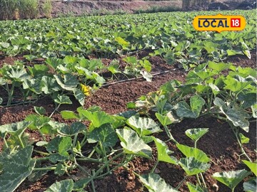 पडीक जमीन पिकवून दाखवली! 3 महिन्यात 1 लाख कमावले, केली ही शेती पडीक जमीन पिकवून दाखवली! 3 महिन्यात 1 लाख कमावले, केली ही शेती