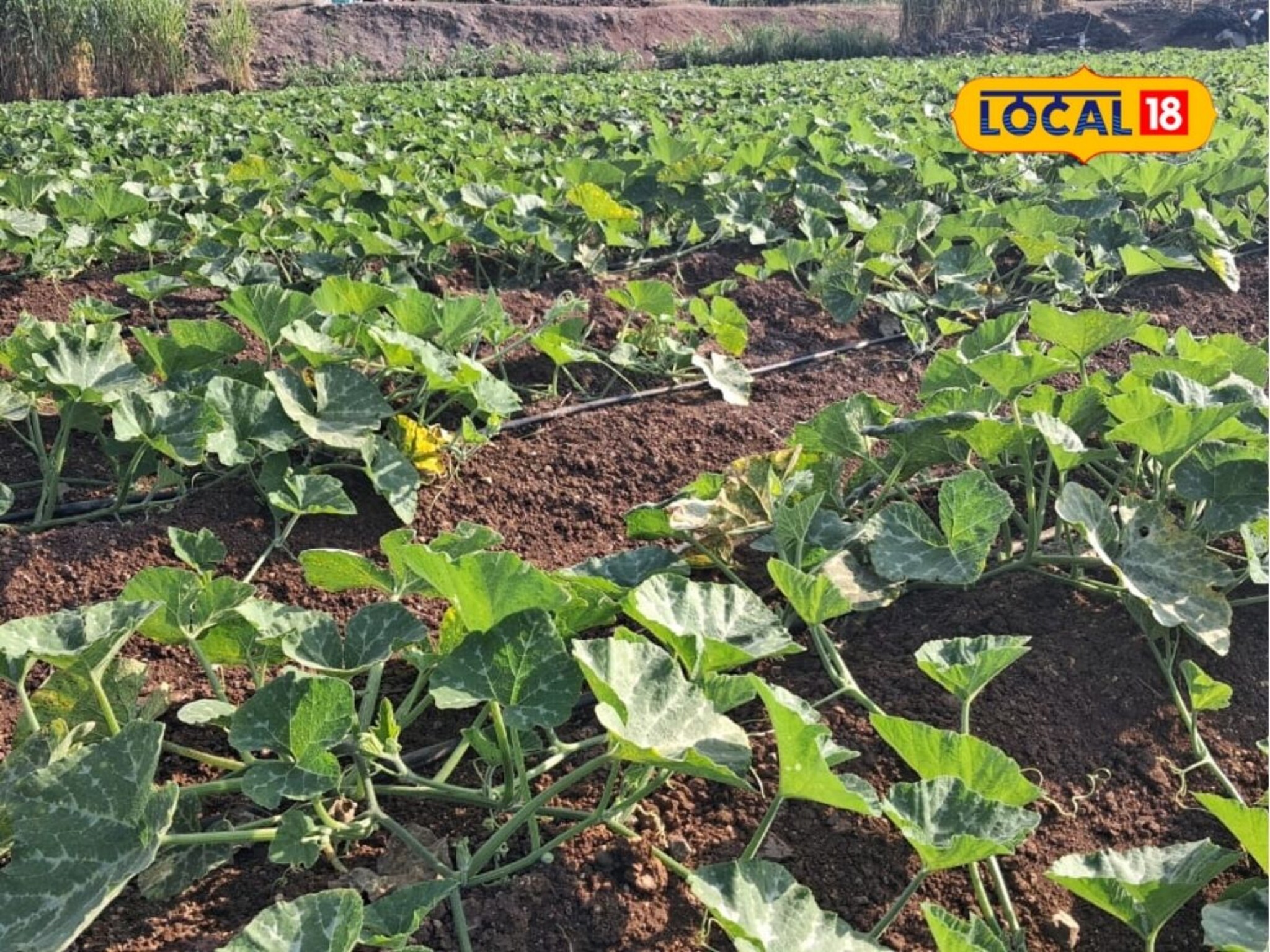 पडीक जमीन पिकवून दाखवली! 3 महिन्यात 1 लाख कमावले, केली ही शेती