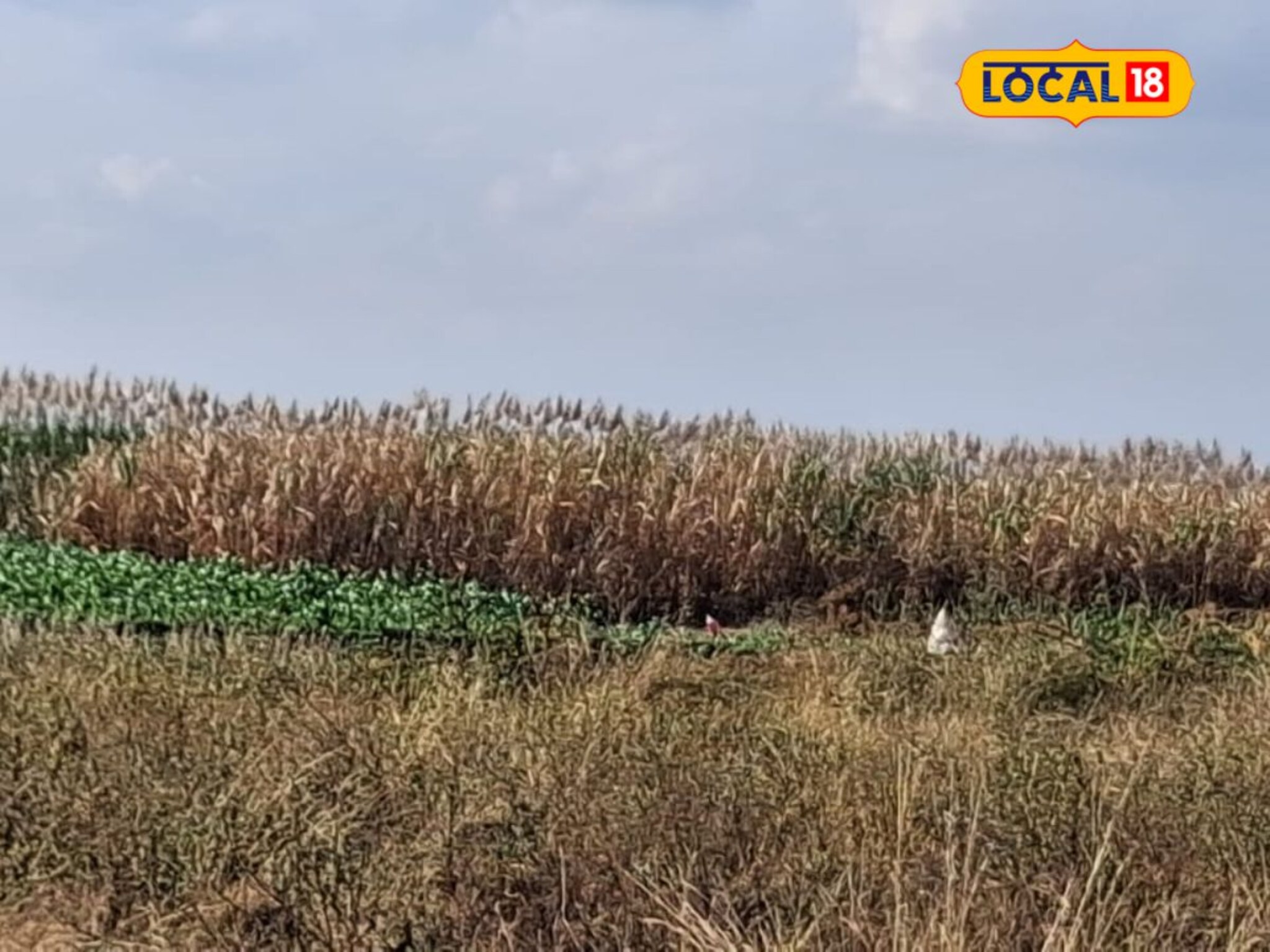 शेतकऱ्यांसाठी आदर्श! क्षारपड जमीन पिकून दाखवली, सलगर बंधूंनी केली कमाल