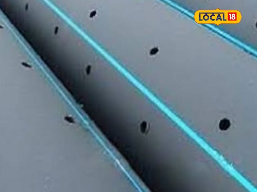 सलगर बंधू यांची एकूण 20 एकर शेत जमीन आहे. यापैकी 9 एकर शेत जमीन खाराओढा परिसरामध्ये असल्याने ती पूर्णतः क्षारपड नापीक झाली होती. जमिनीमध्ये तणही उगवणे बंद झाले होते. यामुळे अनेक लोकांनी त्यांना जमीन विकून टाकण्याचा सल्ला दिला होता.मात्र कधीकाळी वडील आणि चुलत्यांनी अत्यंत कष्टाने घेतलेल्या शेत जमिनीशी आमचे भावनिक नाते आहे. त्या बंजार बनलेल्या जमिनीस पिकवण्यासाठी आम्ही अनेक प्रयत्न केले. शेवटी तज्ञांच्या मार्गदर्शनाने सच्छिद्र निचरा प्रणालीचा उपयोग होऊन आमची शेत जमीन आता चांगली पिकते आहे, अशी भावनिक प्रतिक्रिया अजित सलगर यांनी व्यक्त केली.