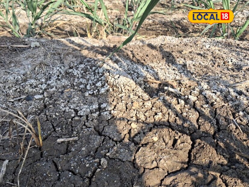 सांगलीच्या वाळवा तालुक्यातील बोरगाव येथील खराओढा सलगर मळ्यात धोंडीराम सलगर, तानाजी सलगर आणि बाबासाहेब सलगर या तीन भावांसह परिसरातील शेतकऱ्यांची शेकडो एकर शेती नापीक बनली आहे. येथील शेती 1990 पासून क्षारपड बनत गेली. क्षारपडाचे प्रमाण दिवसेंदिवस वाढत जाऊन अलीकडच्या काही वर्षात या जमिनीवर तणही उगवत नसल्याचे शेतकरी बाबासाहेब सलगर यांनी सांगितले.