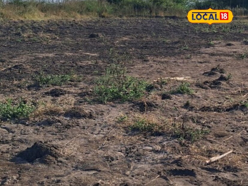 तज्ज्ञांच्या सल्ल्याने जिद्दीने एकीने आणि अभ्यासूपणे उभारलेला हा प्रकल्प आवर्जून भेट देण्यासारखा आहे. शासनाच्या मदतीची प्रतीक्षा न करता बोरगावच्या सलगर बंधूंनी स्वखर्चाने उभारलेला सच्छिद्र निचरा प्रणाली प्रकल्प परिसरातील शेतकऱ्यांसाठी आदर्श ठरतो आहे.