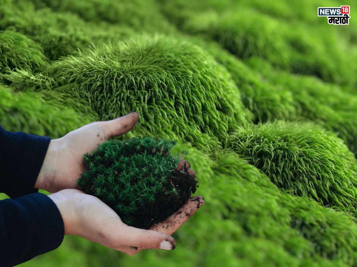 Sea Moss benefits: विविध आजारांवर गुणकारी आहे समुद्री शेवाळ, एकदा खाल्ल्याने दूर होतील आजार