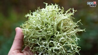 प्रतिकात्मक फोटो : विविध आजारांवर गुणकारी आहे समुद्री शेवाळ, एकदा खाल्ल्याने दूर होतील आजार 