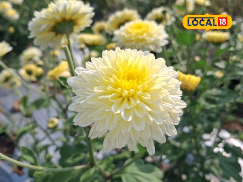 आपल्या 50 गुंठे शेतामध्ये त्यांनी मशागत करून उंच बेड आणि ठिबक सिंचनाची व्यवस्था केली आहे. यामध्ये पांढऱ्या आणि पिवळ्या रंगाच्या आकर्षक शेवंतीची 15 हजार रोपे लावली आहेत. प्रकाश गुरव यांनी आई-वडील, पत्नी, मुलगा सर्व कुटुंबाच्या साथीने शेवंतीच्या रोपांची चांगली जोपासना केली आहे. वेळोवेळी भाच्याचे मार्गदर्शन आणि गुरव कुटुंबाची मेहनत यातून 3 महिन्यात शेवंती फुलाचे उत्पादन सुरू झाले.