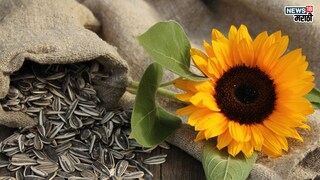 प्रतिकात्मक फोटो :  सूर्यफुलाच्या बियांचे आहेत ‘इतके’ फायदे, नियमित सेवनांने गंभीर पळतील आजार, 