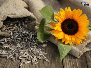 प्रतिकात्मक फोटो :  सूर्यफुलाच्या बियांचे आहेत ‘इतके’ फायदे, नियमित सेवनांने गंभीर पळतील आजार,  प्रतिकात्मक फोटो :  सूर्यफुलाच्या बियांचे आहेत ‘इतके’ फायदे, नियमित सेवनांने गंभीर पळतील आजार,