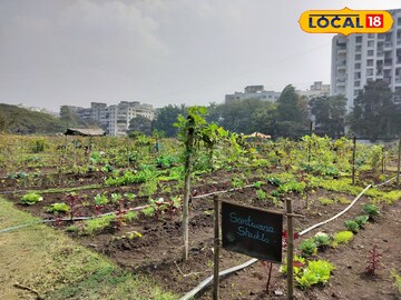 पुण्यात स्वतः पिकवलेला भाजीपाला खायला मिळणार, अर्बन फार्मिंगचा यशस्वी प्रयोग पुण्यात स्वतः पिकवलेला भाजीपाला खायला मिळणार, अर्बन फार्मिंगचा यशस्वी प्रयोग