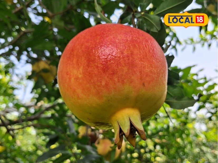 मन लावून कष्ट केले तर शेतीमध्ये उत्तम नफा मिळवता येतो. नोकरीच्या मागे न धावता पांडुरंग सावंत डाळिंब पिकातून भरघोस उत्पन्न घेत आहेत. चांगल्या नोकरीपेक्षाही शेतीत चांगले उत्पन्न मिळवता येते, हे त्यांनी सिद्ध करून दाखवले आहे.