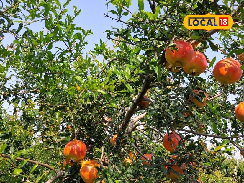 काही संस्थांचे आणि कृषी अधिकाऱ्यांचे सावंत यांनी मार्गदर्शन घेतले. 70 ते 80 हजार रुपयांची गुंतवणूक करून सुमारे दोन एकर जागेत 400 डाळिंबाची रोपे लावली. ठिबक सिंचनाद्वारे पाण्याचे नियोजन केले आहे.