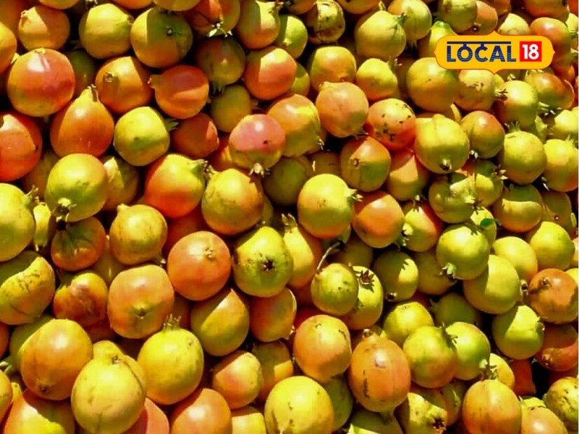 पाण्याचे अचूक नियोजन करत दुष्काळी भागात शेती पिकवण्याचे आव्हान त्यांनी पेलले आहे. तसेच आपल्या कृतीतून त्यांनी तरुणांपुढे एक वेगळा आदर्श निर्माण केलाय. (प्रीती निकम, प्रतिनिधी)