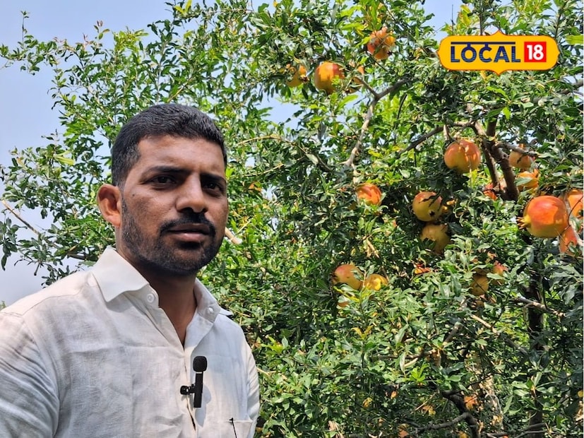 अवर्षणप्रवण भागात शेती करणे तसे आव्हानात्मकच असते. मात्र, प्रयोगशीलता व सचोटीने काही शेतकरी चांगले उत्पन्न मिळवत आहेत. सांगली जिल्ह्यातील जत तालुका दुष्काळी मानला जातो. मात्र येथील प्रयोगशील शेतकरी पांडुरंग सावंत यांनी आधुनिक शेतीचा मार्ग पत्करत डाळिंबाची शेती केलीये. अगदी कमी खर्चात त्यांनी 2 एकर क्षेत्रावर डाळिंबाची बाग फुलवली असून यातून ते लाखोंचे उत्पन्न घेत आहेत. अवर्षणप्रवण भागात शेती करणे तसे आव्हानात्मकच असते. मात्र, प्रयोगशीलता व सचोटीने काही शेतकरी चांगले उत्पन्न मिळवत आहेत. सांगली जिल्ह्यातील जत तालुका दुष्काळी मानला जातो. मात्र येथील प्रयोगशील शेतकरी पांडुरंग सावंत यांनी आधुनिक शेतीचा मार्ग पत्करत डाळिंबाची शेती केलीये. अगदी कमी खर्चात त्यांनी 2 एकर क्षेत्रावर डाळिंबाची बाग फुलवली असून यातून ते लाखोंचे उत्पन्न घेत आहेत.