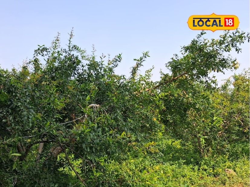 पांडुरंग विठ्ठल सावंत हे जत तालुक्यातील माडग्याळ गावचे रहिवासी आहेत. त्यांनी कला शाखेतून पदवीचे शिक्षण पूर्ण केले आहे. तसेच काही वर्ष परराज्यामध्ये खाजगी नोकरी केली. परंतु, शेतीची आणि मातीची ओढ असल्याने ते नोकरीत रमले नाहीत. सात वर्षांपूर्वी ते गावी परतले.