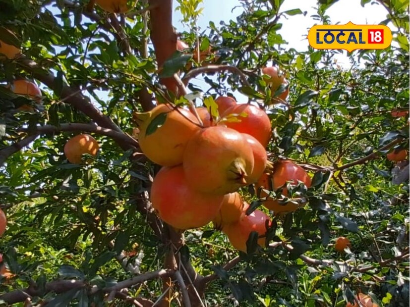 वडील मंडळी करत असलेली पारंपारिक कोरडवाहू शेती पाहिली. पावसाच्या जीवावर मका, शाळू, बाजरी यासारखी पिके घेऊन हाती फारसे काही मिळत नाही, हे त्यांनी समजले. तेव्हा आधुनिक शेतीचा मार्ग पत्करण्याचा निर्णय त्यांनी घेतला.