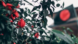 प्रतीकात्मक फोटो