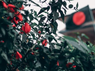 प्रतीकात्मक फोटो