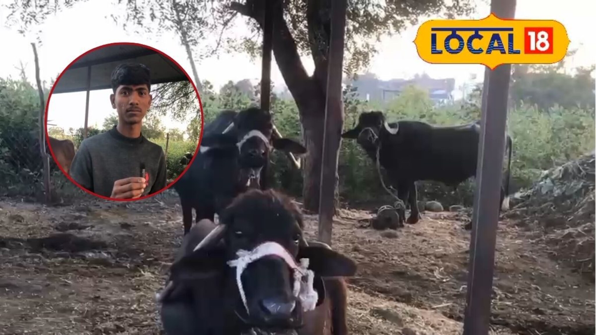 12 वी झाली अन् घेतली म्हैस! घरातूनच करतोय लाखात कमाई