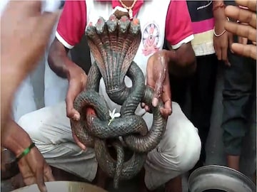 buldhana news buldhana news