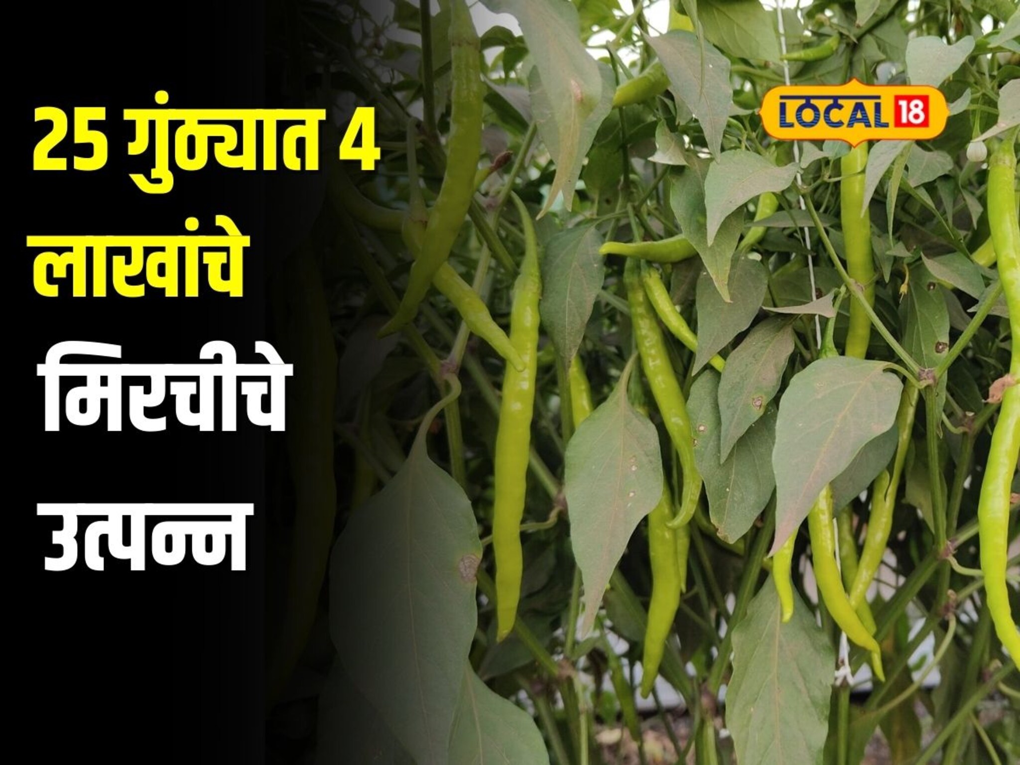 तिखट मिरचीचा आर्थिक गोडवा, 26 वर्षीय तरुणाने 25 गुंठ्यात घेतलं 4 लाखांचे उत्पन्न