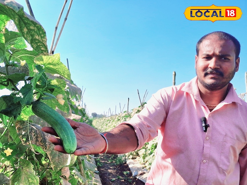 नितीन वाडकर यांनी 25 गुंठे शेतामध्ये मल्चिंग पेपर अंथरुण टोमॅटोची लागवड केली होती. लागण पूर्व मशागतीसाठी शेताची नांगरट केली. कच्ची सरी सोडून त्यानंतर रोटर मारून साडेपाच फूट अंतरावरती बेड तयार केले. टोमॅटोचे पीक काढल्यानंतर मल्चिंग पेपरचे त्यांनी बदलून घेतले. तारेचा भार कमी करून नाझिया जातीचा काकडीच्या बियांची टोकणी केली.