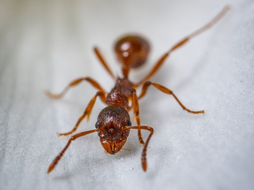 हा प्राणी आहे मुंगी. मुंग्या त्यांच्या संपूर्ण जीवन चक्रात कधीही झोपत नाहीत.