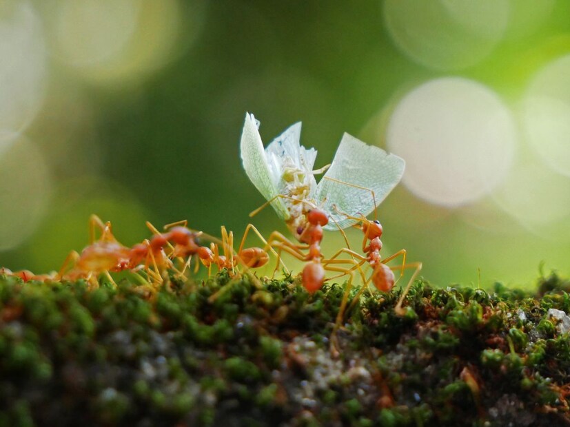 वास्तविक, मुंग्यांना पापण्या नसतात. त्यामुळे ते डोळे बंद करू शकत नाहीत. पण त्यांना यात काही अडचण येत नाही.