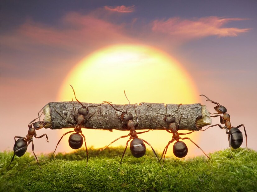 कीटतज्ञांच्या म्हणण्यानुसार मुंग्यांच्या मेंदूमध्ये झोपेचा नियंत्रक भाग नसतो, तसेच त्यांच्या तंत्रिका मंडलात रात्र-दिवसाचा फरक नसतो.