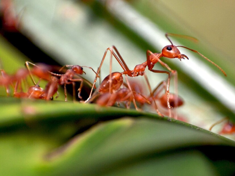 त्यांना निसर्गाने असं तयार केलं आहे की त्यांच्यात सातत्याने काम करण्याची क्षमता असते. पण मुंग्यामध्येच पावर नॅप घेतात.