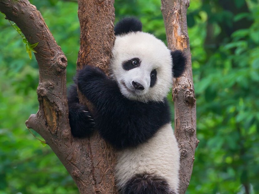 पांडा सारख्या प्राण्याला तर तुम्ही सतत झोपताना पाहू शकता. खरंतर हा प्राणी सर्वात आळशी प्राणी मानला जातो जो फक्त खातो आणि झोपतो. पण या उलट जगात असा एक प्राणी आहे जो कधीच झोपत नाही.