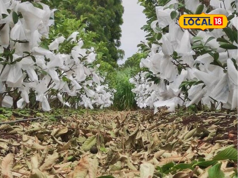 लागवड केल्यापासून 18 महिने पेरूच्या झाडांची योग्य ती काळजी घेतली. सोबतच पेरूमध्ये त्यांनी शेवंती सारखे अंतर पीक घेऊन उत्तम नफा कमवला आहे. 18 महिन्यानंतर पेरूचा पहिला भार धरला होता. पहिल्याच भारातच त्यांना पंधरा टनाचे पेरूचे उत्पादन मिळाले.