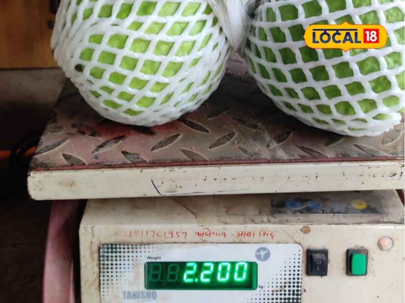 उदय पाटील यांनी पेरू पिकात चांगला अभ्यास केला आहे. ते एका झाडाला 25-30 फळांचे उत्पादन घेतात. मोजकी फळे पण उत्तम क्वालिटी तयार करतात. एका फळाचे जवळपास एक किलो वजन भरते.