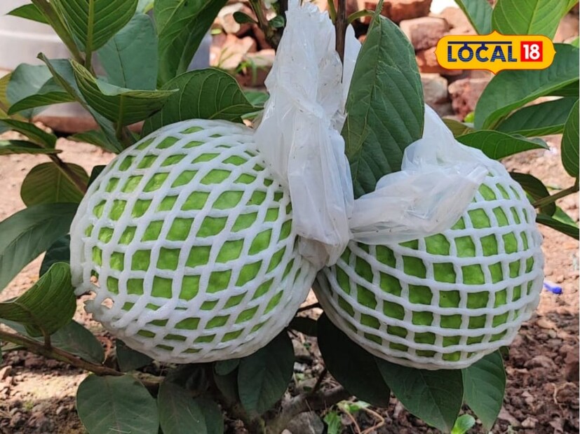 फळाची कॉलिटी उत्तम असल्याने व्यापारी शेताच्या बांधावरूनच खरेदी करतात. सरासरी 60 ते 65 रुपये प्रतिकिलो या भावाने पेरूची विक्री होते. यातून ते वर्षाकाठी 20 लाखांचे उत्पन्न मिळवत आहेत.