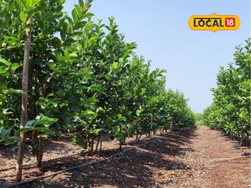 उसाचा नादच सोडला अन् लावलं पैशाचं पीक, दीड एकरातून शेतकऱ्याने कमावले 20 लाख! उसाचा नादच सोडला अन् लावलं पैशाचं पीक, दीड एकरातून शेतकऱ्याने कमावले 20 लाख!