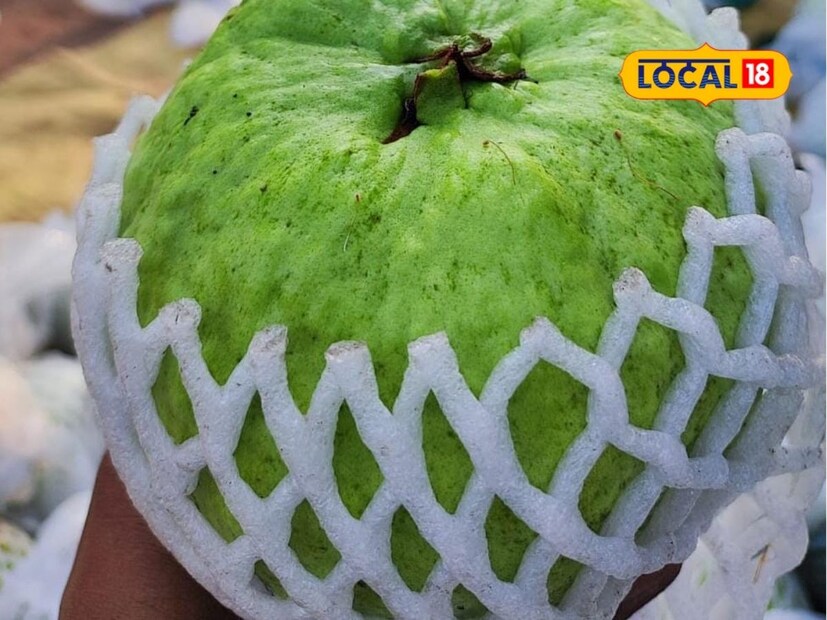 पारंपारिक ऊस लागवडीला फाटा देवून उदय पाटील यांनी पेरू लागवडीचा प्रयोग यशस्वी केला आहे. हा प्रयोग अनेक शेतकऱ्यांसाठी प्रेरणादायी ठरणारा आहे. (प्रीती निकम, प्रतिनिधी)