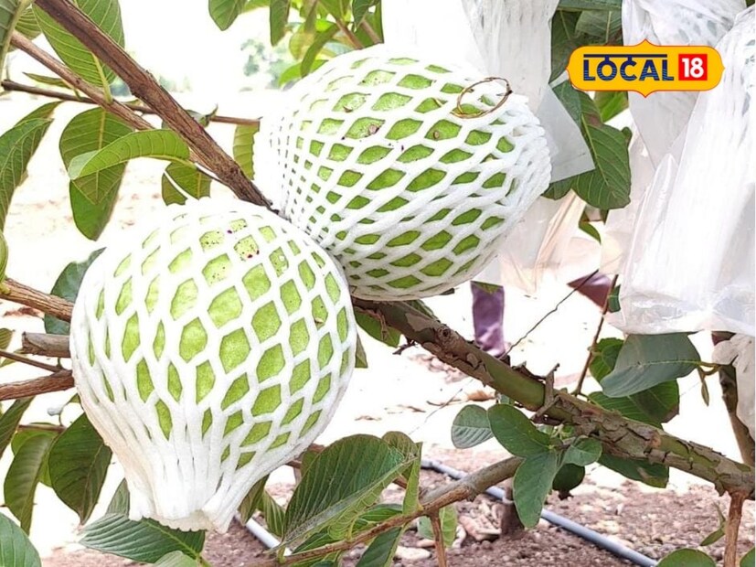 पेरू पिकाचा हा यशस्वी प्रयोग त्यांनी पुढे चालूच ठेवला. याच पेरूच्या बागेचे योग्य व्यवस्थापन करत ते वर्षातून दोन भार पकडतात. या दोन भारातून त्यांना सरासरी 35 टनांचे उत्पादन मिळते. फळाची कॉलिटी उत्तम असल्याने उत्पादित पेरू निर्यात होत असल्याचे उदय पाटील यांनी लोकल 18 शी बोलताना सांगितले.