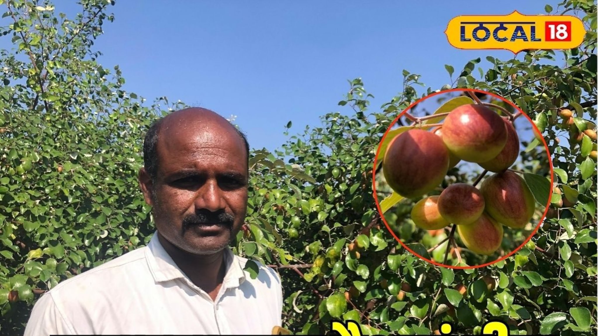 शेतकऱ्याचा नादच खुळा! मराठवाड्यात पिकवला पैसा, काश्मिरी रेड ॲपलनं केलं मालामाल