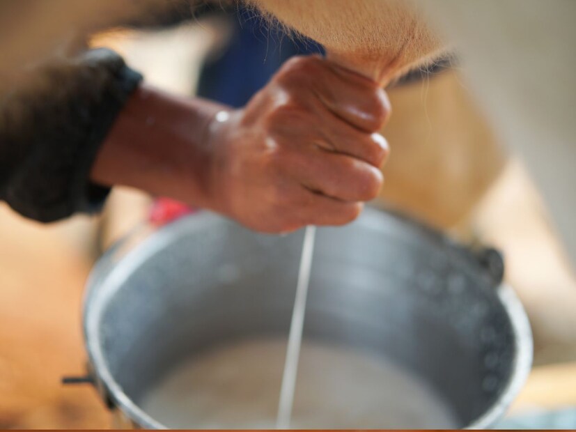 भारतात गाय, म्हैस, बकरी, याक, गाढव यांचं दूध प्यायलं जातं, या प्राण्यांचं दूध माणसाला पचण्यासाठी सोप्पं असतं म्हणून ते प्यायलं जातं. पण तुम्हाला माहितीय का की असा एक प्राणी आहे, त्याचं दूध जर माणूस चुकून प्यायला तर तो बेशुद्ध होतो.