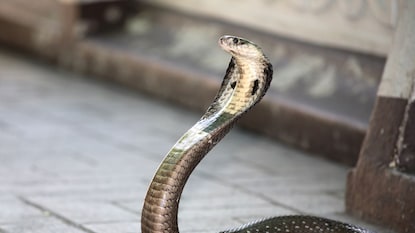 प्रकितात्मक फोटो प्रकितात्मक फोटो