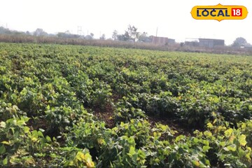 केवळ अडीच महिन्यातच लाखोंची कमाई, मराठवाड्यातील शेतकरी करतायत फायद्याची शेती