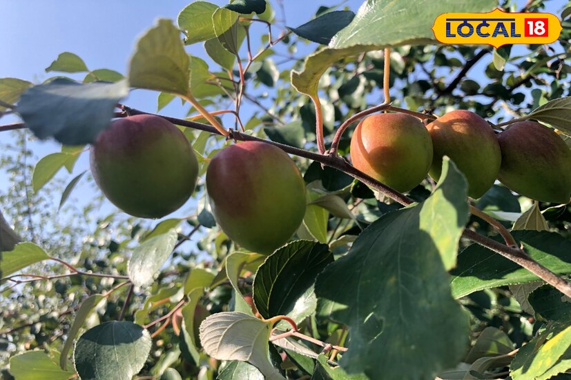 काश्मिरी रेड ॲपल बोरांच्या शेतीतून ते लाखोंचा नफा मिळवत आहेत. यंदा काश्मिरी बोरांच्या शेतीतून 5 लाखांचा निव्वळ नफा राहील, असा अंदाज लोकल18 सोबत बोलताना डासाळ यांनी व्यक्त केला आहे.