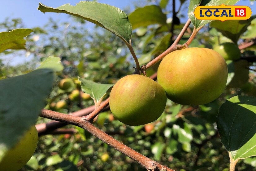 मराठवाड्यात सोयाबीन, कापूस ही पारंपारिक पिके शेतकऱ्यांसाठी नेहमीच तोट्यात येणारी ठरत आहेत. यामुळेच रमेश डासाळ यांनी हैदराबाद येथून रेड काश्मिरी ॲपल बोरांची कलमे प्रत्येकी 60 रुपयांना एक याप्रमाणे मागवली. 2019 मध्ये आपल्या अर्धा एकर क्षेत्रावर त्यांनी रोपांची 10 बाय 15 फुटांवरती लागवड केली.