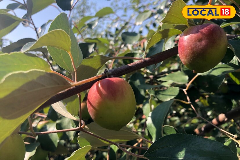 या रोपांची योग्य निगा राखत ठिबकद्वारे पाणी खतांचे बेसल डोस व आवश्यकता असेल तेव्हा बुरशीनाशक, कीटकनाशक फवारण्या घेतल्या. पहिल्याच वर्षी त्यांना 70 हजारांचे निव्वळ उत्पन्न मिळालं. तर दुसऱ्या वर्षी तीन लाखांपर्यंत उत्पन्न त्यांना या शेतातून मिळालं. रेड ॲपल बोरांच्या शेतीमधून पारंपारिक पिकांच्या तुलनेत चांगलं उत्पन्न मिळत असल्याचे लक्षात येताच त्यांनी हे क्षेत्र एक एकर पर्यंत वाढवलं.