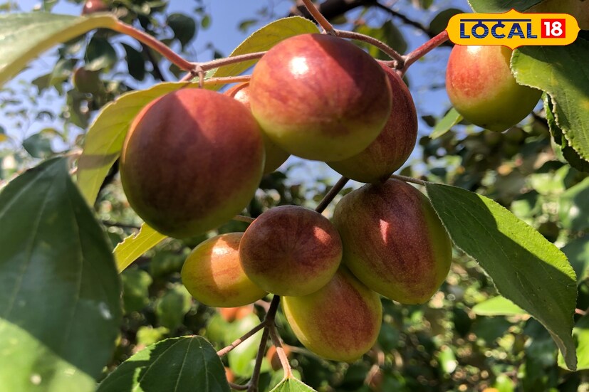 गतवर्षी एक एकर क्षेत्रामधून त्यांना खर्च वजा जाता साडेचार लाखांचे निव्वळ उत्पन्न मिळाले आहे. निधोना गावापासून जवळच असलेल्या जालना बाजारामध्ये त्यांना 40 ते 50 रुपये दर या बोरांना मिळाला. तर तब्बल 175 क्विंटल बोरांचे उत्पादन त्यांना या लाल बोरांच्या शेतीतून झालं.