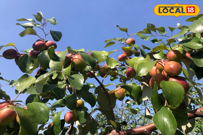 यावर्षी हवामानामुळे झाडांवर बोरांची संख्या कमी आहे. त्यामुळे 150 क्विंटल पर्यंत उत्पादन मिळेल. परंतु, बाजारात आवक कमी असल्यामुळे दर देखील 60 ते 70 रुपये प्रति किलो पर्यंत मिळेल. त्यामुळे यंदाही साडेचार ते पाच लाखांचे निव्वळ उत्पन्न या शेतीमधून मिळेल, अशी अपेक्षा रमेश डासाळ यांनी व्यक्त केली.